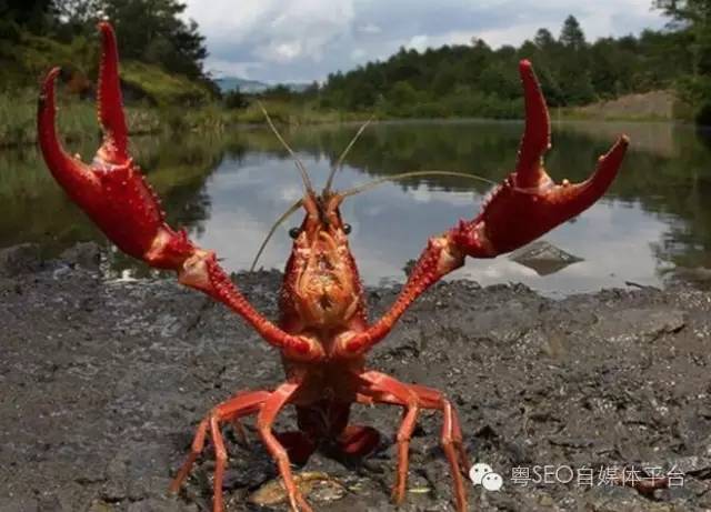 粤菜谱32期 正宗麻辣小龙虾的做法 与粤真相联合发文 怎么吃更安全