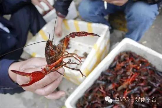 粤菜谱32期 正宗麻辣小龙虾的做法 与粤真相联合发文 怎么吃更安全