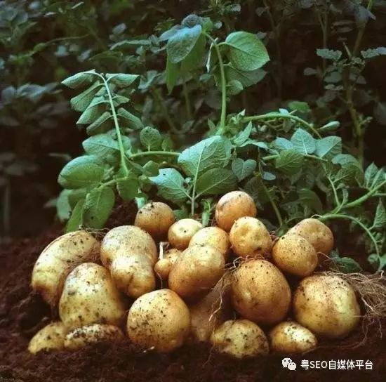 粤菜谱45期 酥脆黑胡椒土豆丝煎饼小吃 不需要面粉 一盘非油炸素食做完美懒人